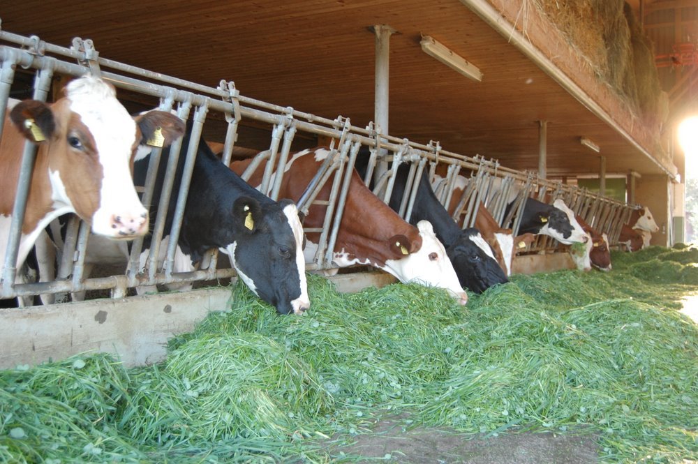 Futterzusätze sollen Methanemissionen von Kühen verringern