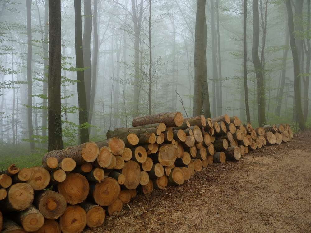 Wald als CO2-Speicher gewinnt an Bedeutung