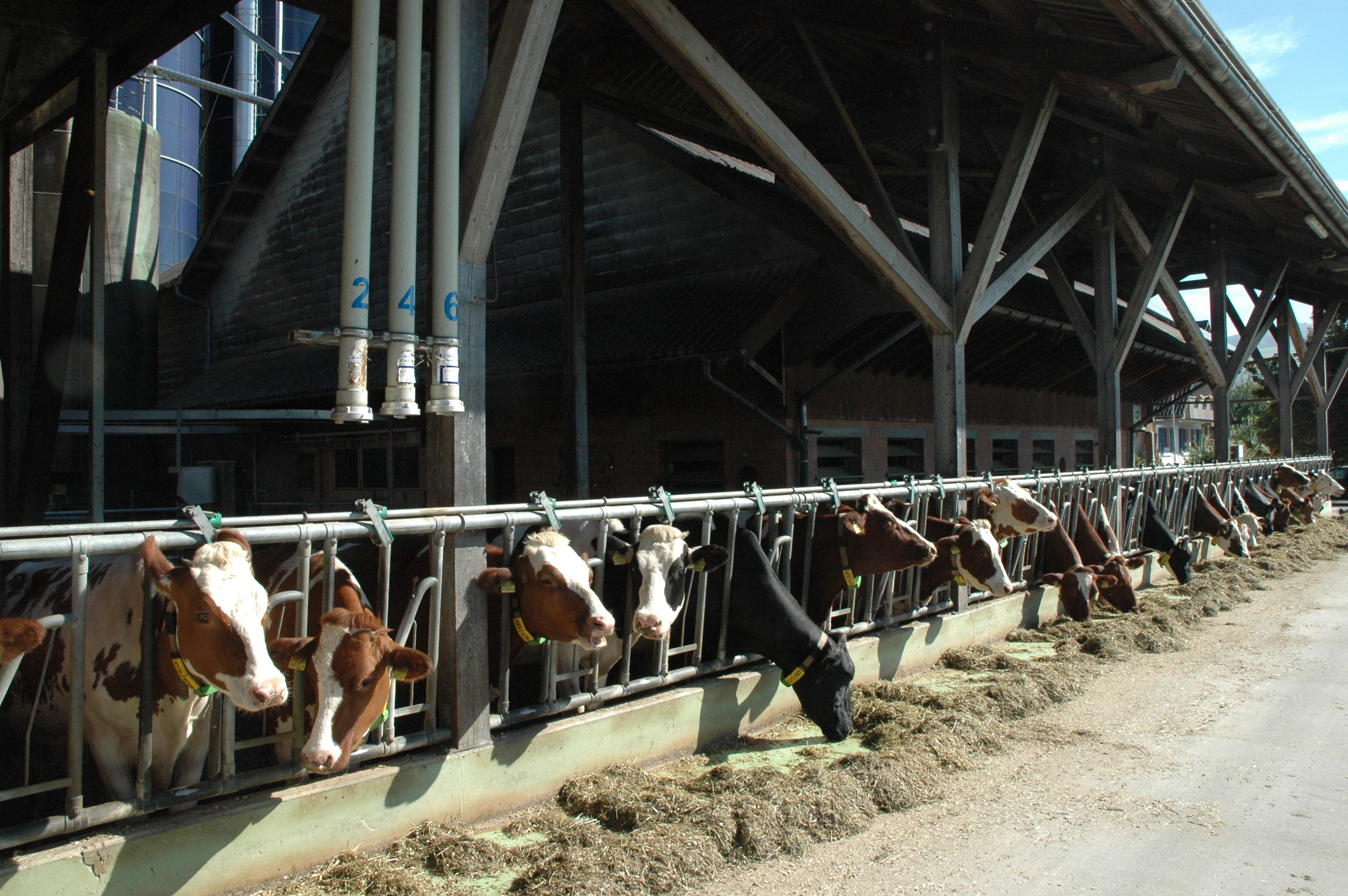 Klimastiftung fördert Futtermittelzusatz für die Methanreduktion bei Kühen