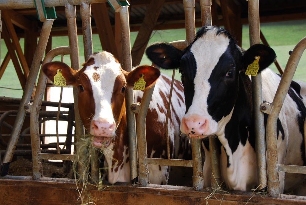 Klimaerwärmung mit Ernährungsumstellung von Kühen bremsen?