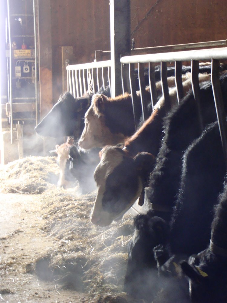 Fenaco: Mineralfutter verringert Methanausstoss von Kühen