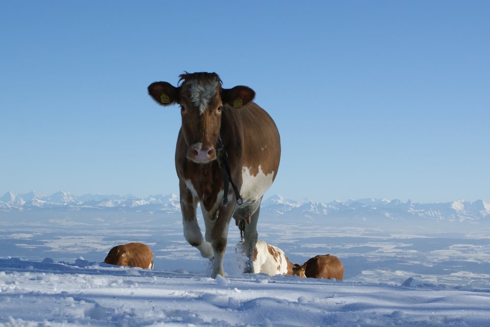 La consommation de graines oléagineuses influence les émissions de méthane des vaches laitières